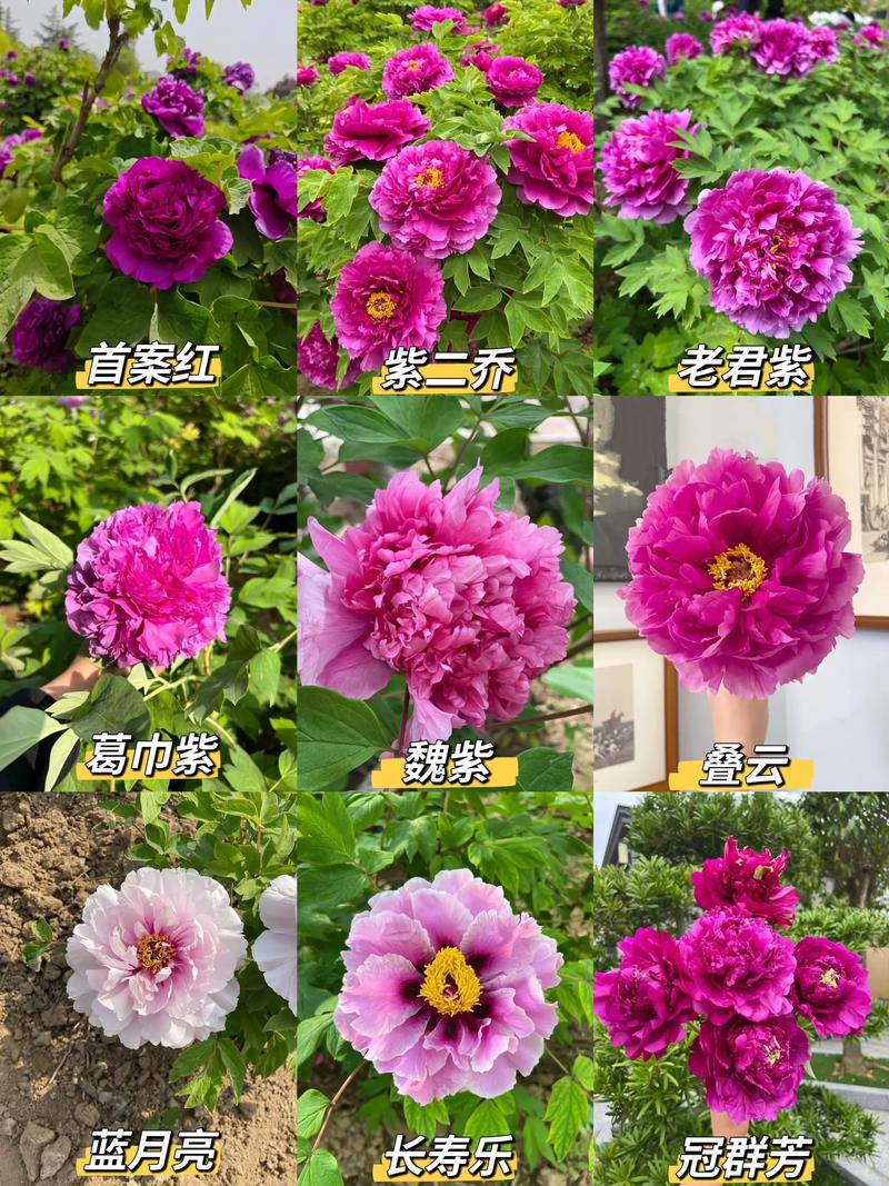 关于御衣黄的主要价值的信息-第3张图片-优品飞百科