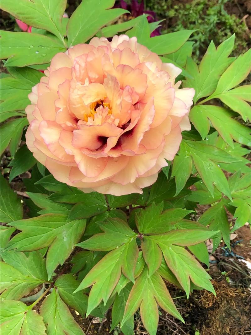 关于御衣黄的主要价值的信息-第4张图片-优品飞百科