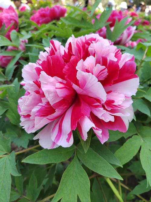 关于御衣黄的主要价值的信息-第5张图片-优品飞百科