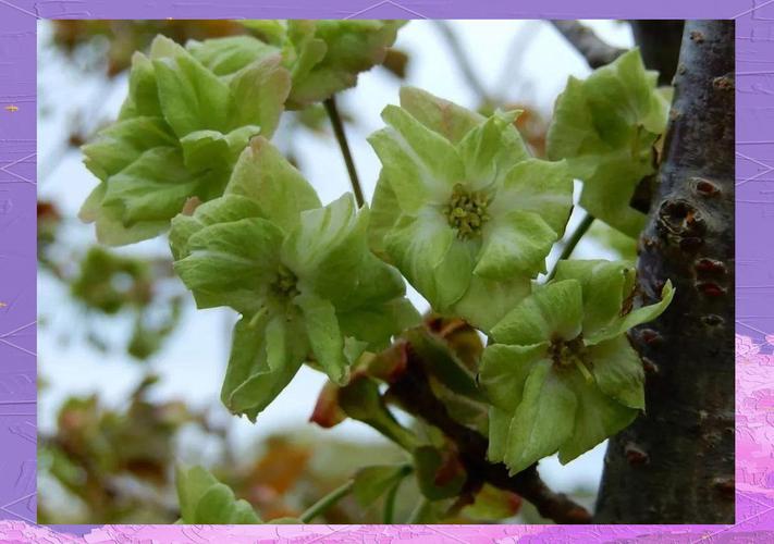 关于御衣黄的主要价值的信息-第6张图片-优品飞百科