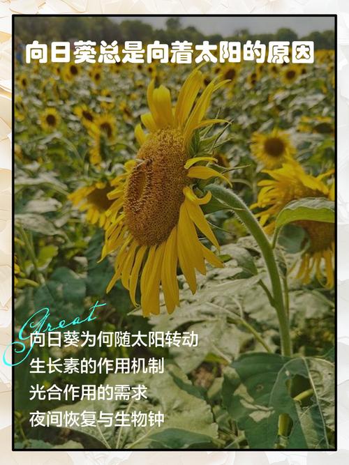 向日葵为什么总是向着太阳(阳光中的向日葵)?向日葵为什么始终向着太阳?-第2张图片-优品飞百科 向日葵为什么总是向着太阳(阳光中的向日葵)?向日葵为什么始终向着太阳?-第2张图片-优品飞百科