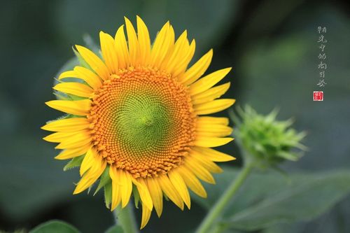 向日葵为什么总是向着太阳(阳光中的向日葵)?向日葵为什么始终向着太阳?-第4张图片-优品飞百科 向日葵为什么总是向着太阳(阳光中的向日葵)?向日葵为什么始终向着太阳?-第4张图片-优品飞百科