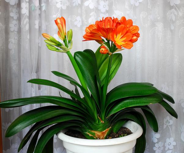 属猪的人养什么花好,属猪的人养啥花旺财?-第1张图片-优品飞百科 属猪的人养什么花好,属猪的人养啥花旺财?-第1张图片-优品飞百科