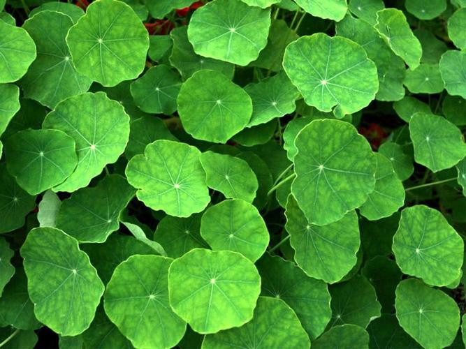 属猪的人养什么花好,属猪的人养啥花旺财?-第2张图片-优品飞百科 属猪的人养什么花好,属猪的人养啥花旺财?-第2张图片-优品飞百科