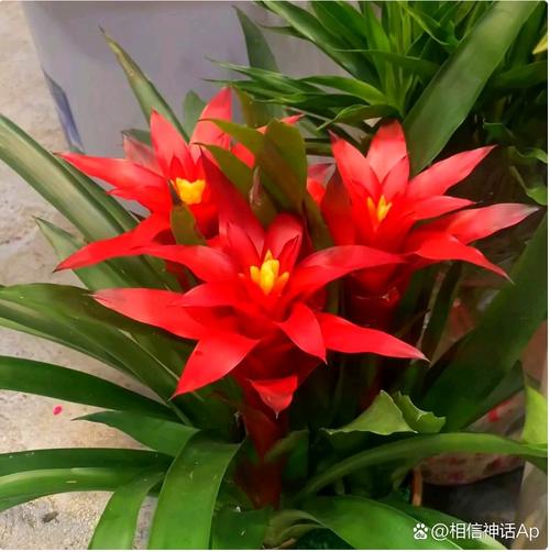 属猪的人养什么花好,属猪的人养啥花旺财?-第3张图片-优品飞百科 属猪的人养什么花好,属猪的人养啥花旺财?-第3张图片-优品飞百科