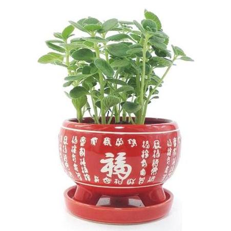 属猪的人养什么花好,属猪的人养啥花旺财?-第4张图片-优品飞百科 属猪的人养什么花好,属猪的人养啥花旺财?-第4张图片-优品飞百科