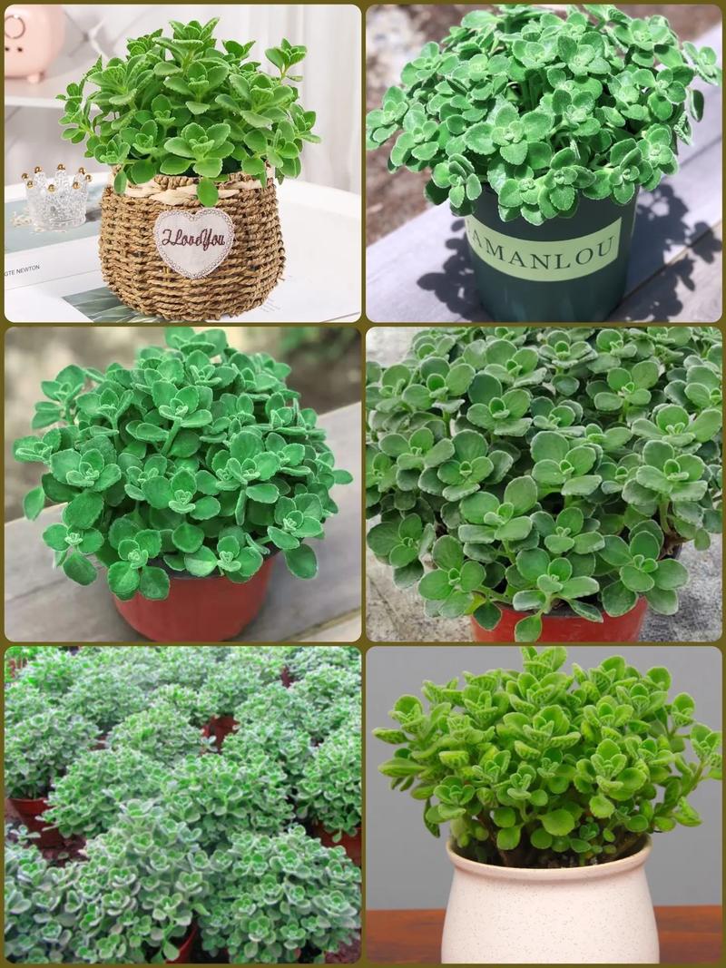 属猪的人养什么花好,属猪的人养啥花旺财?-第5张图片-优品飞百科 属猪的人养什么花好,属猪的人养啥花旺财?-第5张图片-优品飞百科