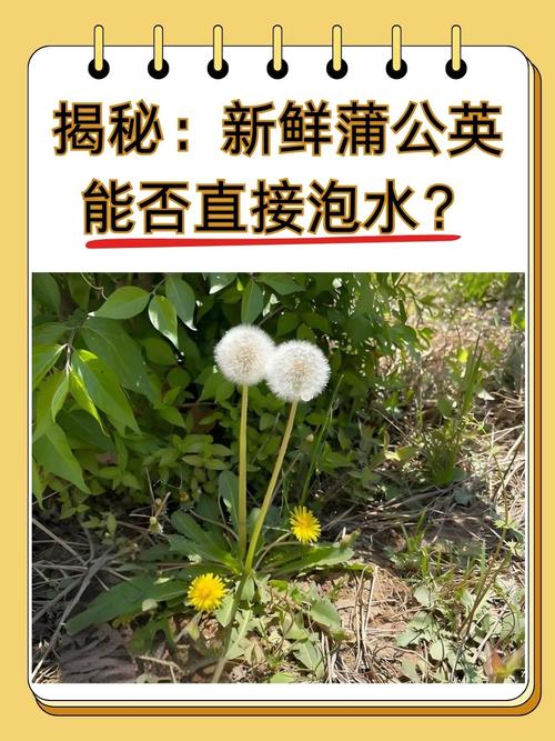 吃蒲公英有什么好处,新鲜的蒲公英怎么吃?新鲜蒲公英吃了会中毒吗?-第5张图片-优品飞百科 吃蒲公英有什么好处,新鲜的蒲公英怎么吃?新鲜蒲公英吃了会中毒吗?-第5张图片-优品飞百科