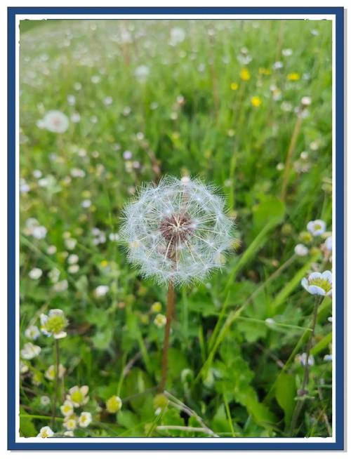 吃蒲公英有什么好处,新鲜的蒲公英怎么吃?新鲜蒲公英吃了会中毒吗?-第6张图片-优品飞百科 吃蒲公英有什么好处,新鲜的蒲公英怎么吃?新鲜蒲公英吃了会中毒吗?-第6张图片-优品飞百科