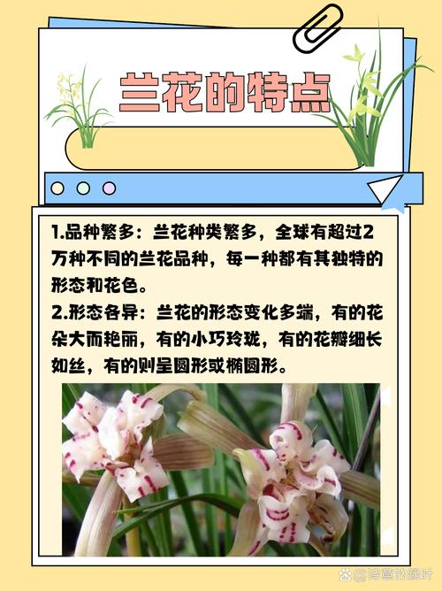 独占春的功效与作用，独占春值不值钱？-第2张图片-优品飞百科