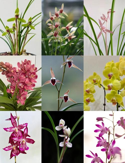 独占春的功效与作用，独占春值不值钱？-第5张图片-优品飞百科