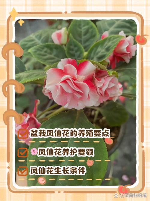 凤仙花养在家里好吗，养不活是怎么回事？凤仙花在室内能养不?？-第1张图片-优品飞百科
