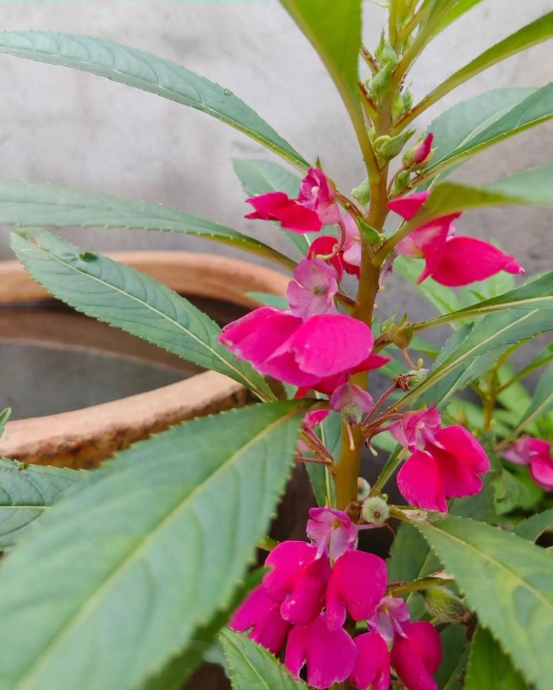 凤仙花养在家里好吗，养不活是怎么回事？凤仙花在室内能养不?？-第3张图片-优品飞百科