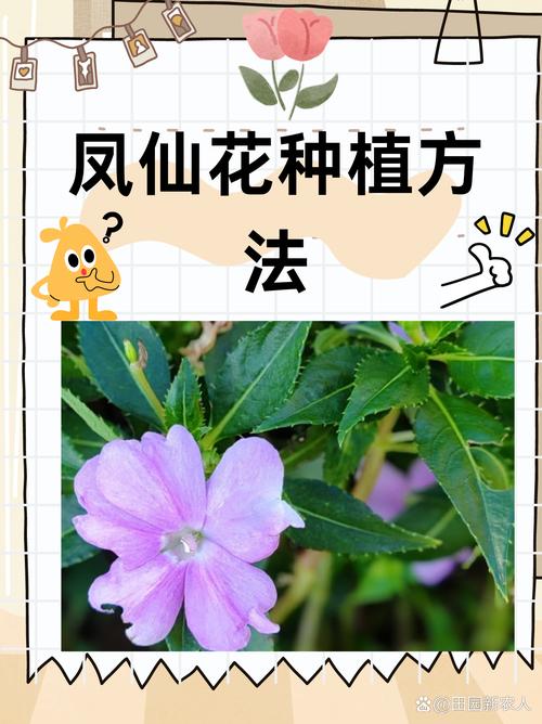凤仙花养在家里好吗，养不活是怎么回事？凤仙花在室内能养不?？-第4张图片-优品飞百科