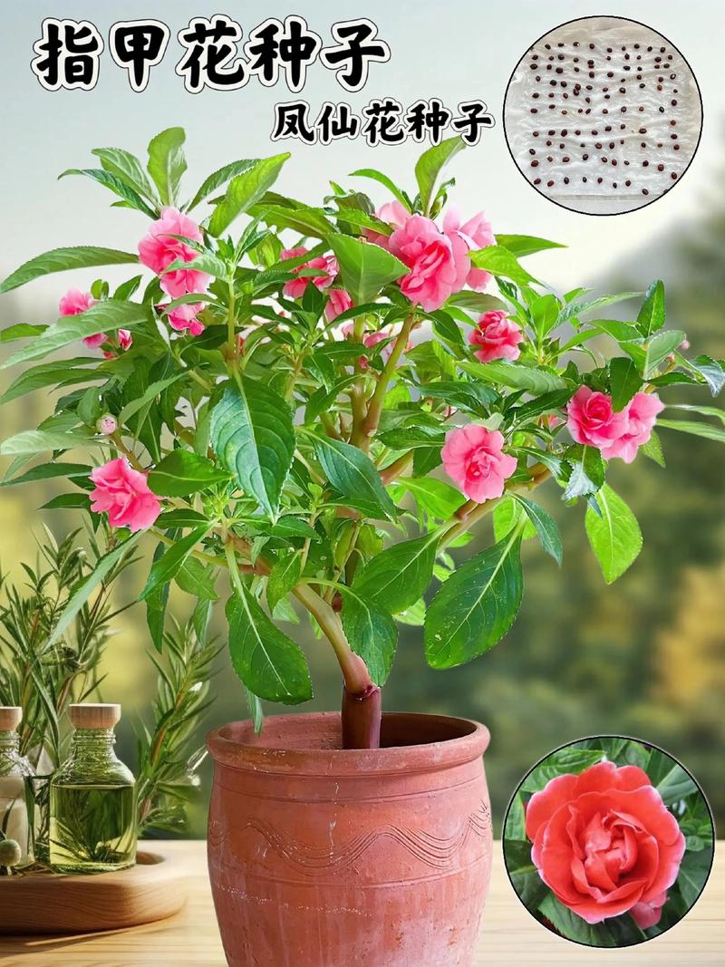 凤仙花养在家里好吗，养不活是怎么回事？凤仙花在室内能养不?？-第5张图片-优品飞百科