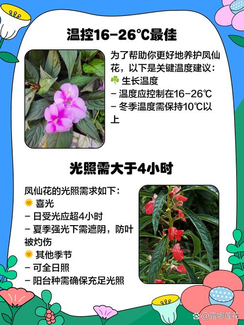 凤仙花养在家里好吗，养不活是怎么回事？凤仙花在室内能养不?？-第6张图片-优品飞百科
