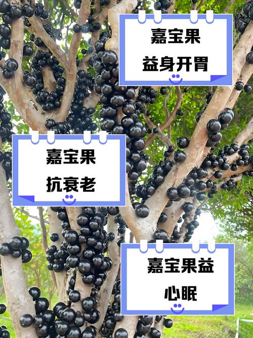 嘉宝果的功效与作用？嘉宝果的功效与作用多少钱一斤？-第1张图片-优品飞百科