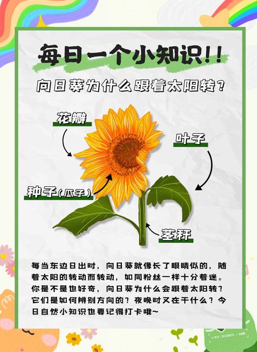 向日葵什么意思，向日葵为什么叫向日葵，向日葵什么意思,向日葵为什么叫向日葵呢？-第1张图片-优品飞百科