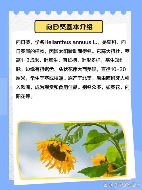 向日葵什么意思，向日葵为什么叫向日葵，向日葵什么意思,向日葵为什么叫向日葵呢？-第3张图片-优品飞百科