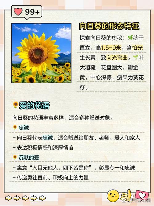 向日葵什么意思，向日葵为什么叫向日葵，向日葵什么意思,向日葵为什么叫向日葵呢？-第5张图片-优品飞百科