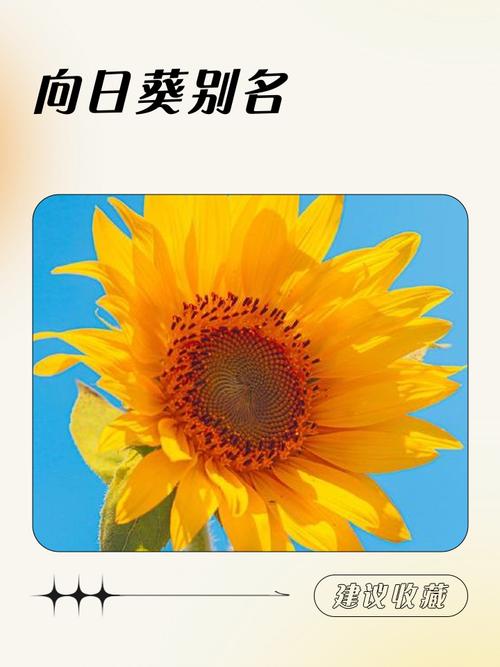 向日葵什么意思，向日葵为什么叫向日葵，向日葵什么意思,向日葵为什么叫向日葵呢？-第7张图片-优品飞百科