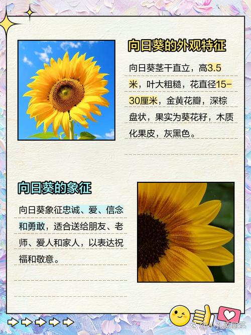 向日葵什么意思，向日葵为什么叫向日葵，向日葵什么意思,向日葵为什么叫向日葵呢？-第8张图片-优品飞百科