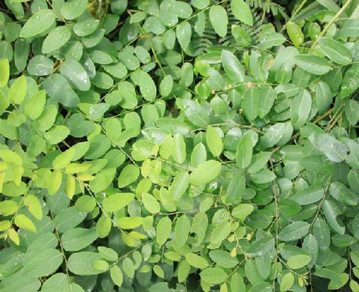 兵豆的功效与作用？兵豆百科？-第3张图片-优品飞百科