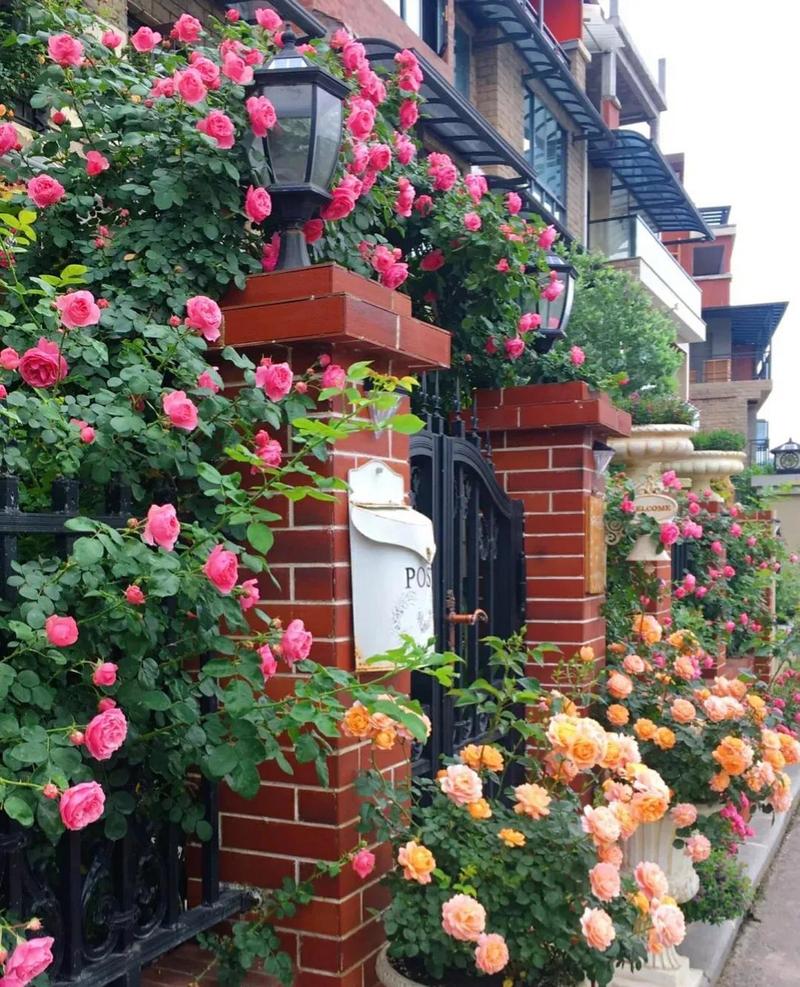 重庆适合养什么花?适合重庆养的盆栽花卉?-第1张图片-优品飞百科 重庆适合养什么花?适合重庆养的盆栽花卉?-第1张图片-优品飞百科