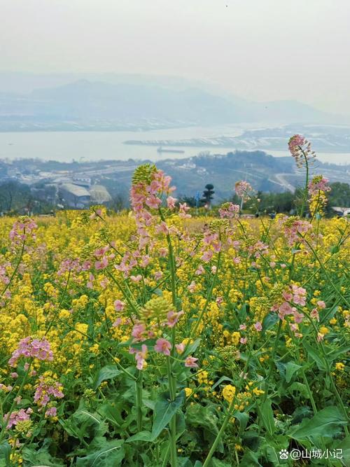 重庆适合养什么花?适合重庆养的盆栽花卉?-第2张图片-优品飞百科 重庆适合养什么花?适合重庆养的盆栽花卉?-第2张图片-优品飞百科