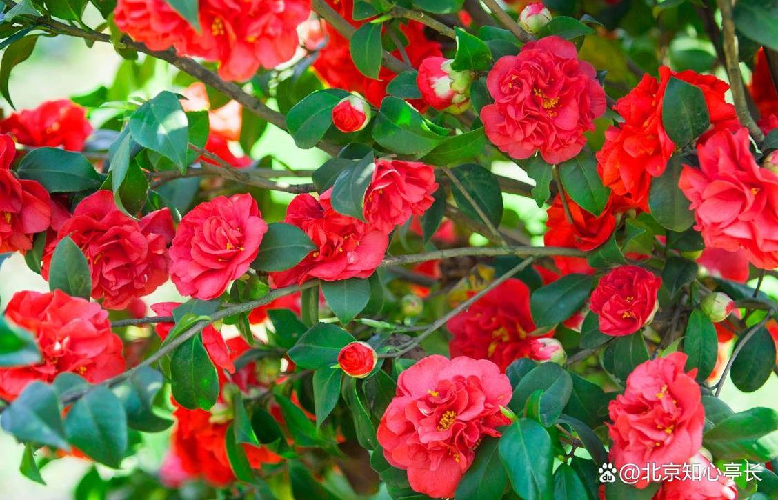 重庆适合养什么花?适合重庆养的盆栽花卉?-第3张图片-优品飞百科 重庆适合养什么花?适合重庆养的盆栽花卉?-第3张图片-优品飞百科