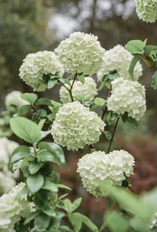 重庆适合养什么花?适合重庆养的盆栽花卉?-第4张图片-优品飞百科 重庆适合养什么花?适合重庆养的盆栽花卉?-第4张图片-优品飞百科