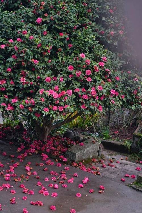 重庆适合养什么花?适合重庆养的盆栽花卉?-第6张图片-优品飞百科 重庆适合养什么花?适合重庆养的盆栽花卉?-第6张图片-优品飞百科