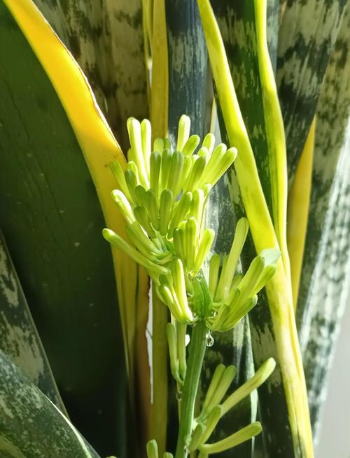 虎皮兰开花有什么预兆，虎皮兰开花有什么预兆?-第1张图片-优品飞百科