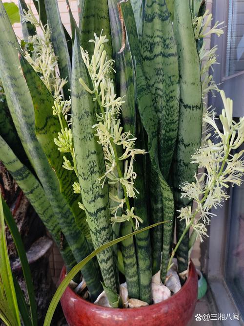 虎皮兰开花有什么预兆，虎皮兰开花有什么预兆?-第2张图片-优品飞百科