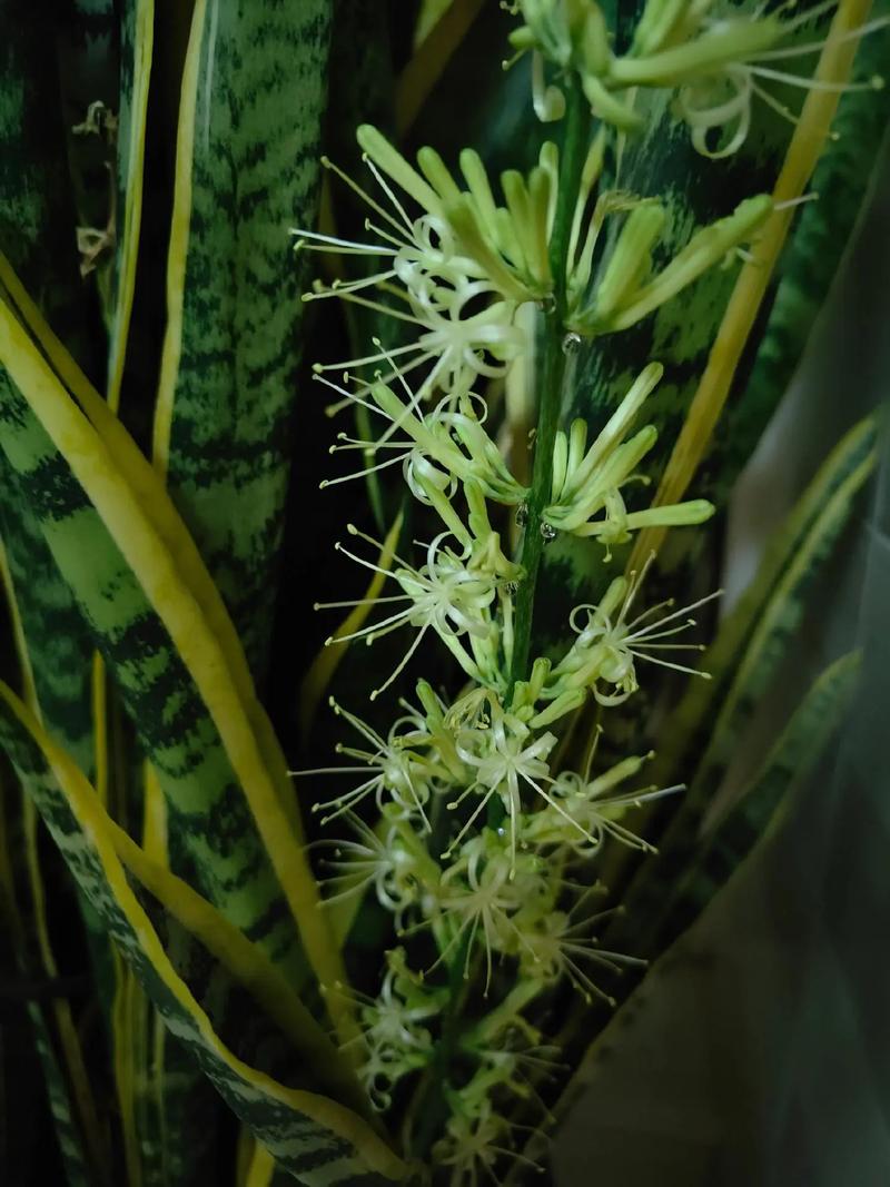 虎皮兰开花有什么预兆，虎皮兰开花有什么预兆?-第3张图片-优品飞百科