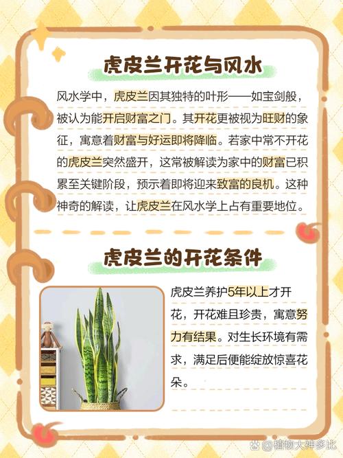 虎皮兰开花有什么预兆，虎皮兰开花有什么预兆?-第4张图片-优品飞百科