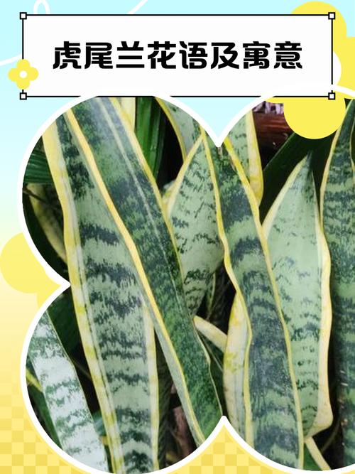 虎皮兰开花有什么预兆，虎皮兰开花有什么预兆?-第5张图片-优品飞百科