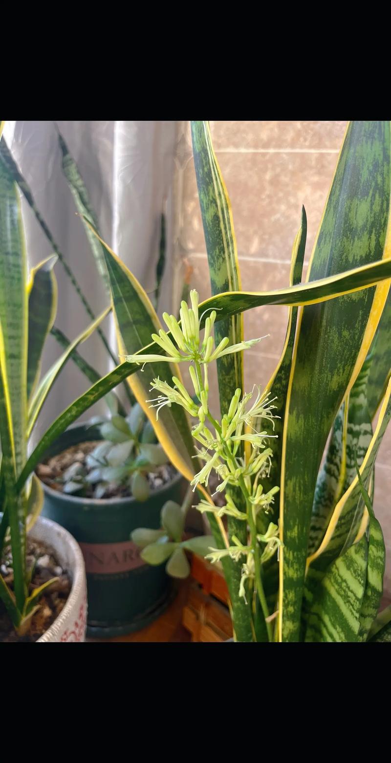 虎皮兰开花有什么预兆，虎皮兰开花有什么预兆?-第6张图片-优品飞百科