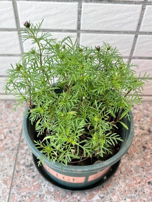 波斯菊有什么作用？波斯菊是什么菜？-第1张图片-优品飞百科