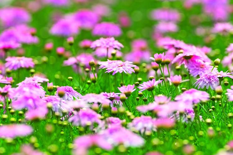 波斯菊有什么作用？波斯菊是什么菜？-第2张图片-优品飞百科