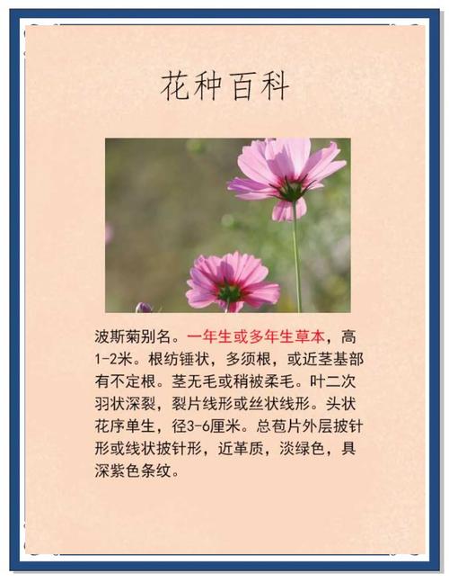 波斯菊有什么作用？波斯菊是什么菜？-第3张图片-优品飞百科