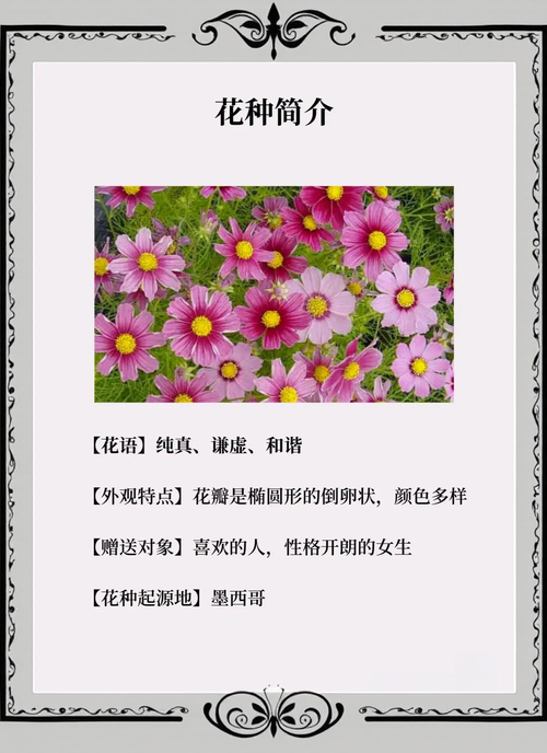 波斯菊有什么作用？波斯菊是什么菜？-第4张图片-优品飞百科