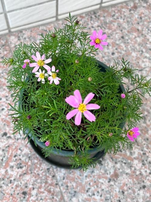 波斯菊有什么作用？波斯菊是什么菜？-第5张图片-优品飞百科