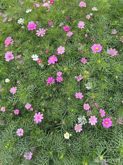 波斯菊有什么作用？波斯菊是什么菜？-第6张图片-优品飞百科