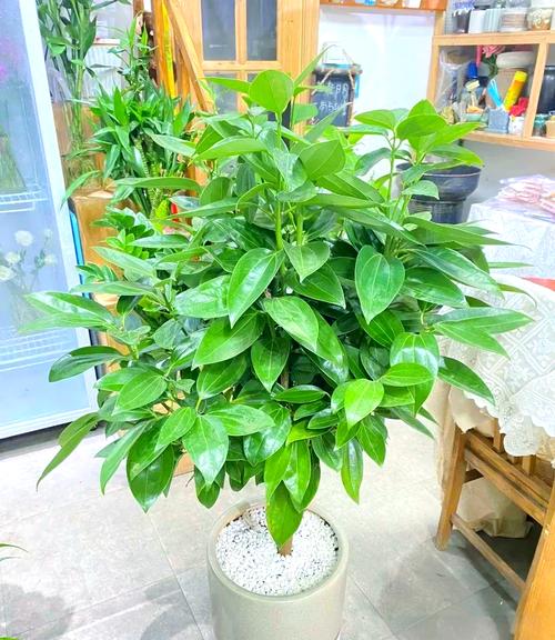 镇宅辟邪什么绿植比较好，什么植物招财挡煞气，辟邪聚财镇宅绿植