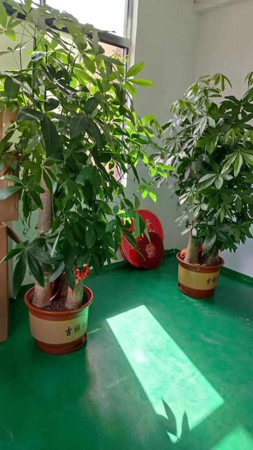镇宅辟邪什么绿植比较好，什么植物招财挡煞气，辟邪聚财镇宅绿植-第2张图片-优品飞百科