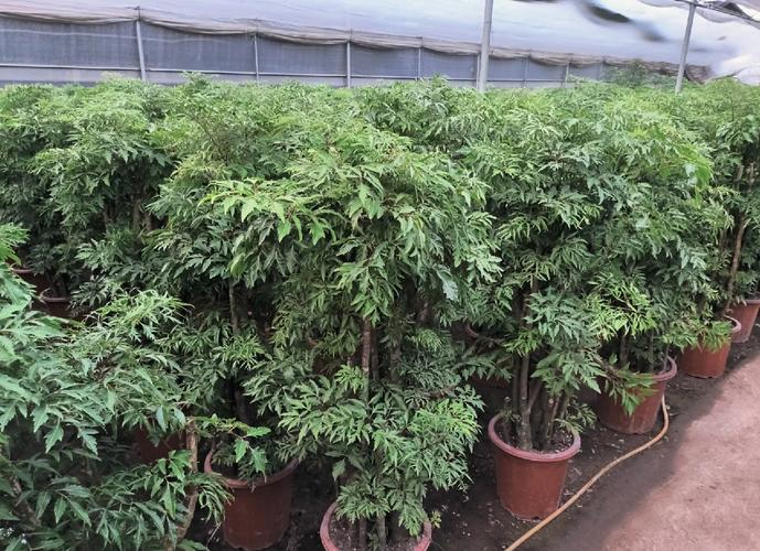 镇宅辟邪什么绿植比较好，什么植物招财挡煞气，辟邪聚财镇宅绿植-第4张图片-优品飞百科