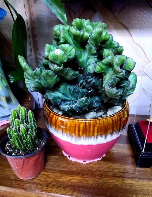 镇宅辟邪什么绿植比较好，什么植物招财挡煞气，辟邪聚财镇宅绿植-第5张图片-优品飞百科