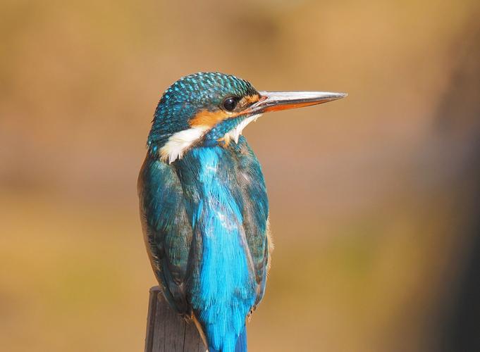 翠雀的功效和作用,野生翠雀-第2张图片-优品飞百科 翠雀的功效和作用,野生翠雀-第2张图片-优品飞百科
