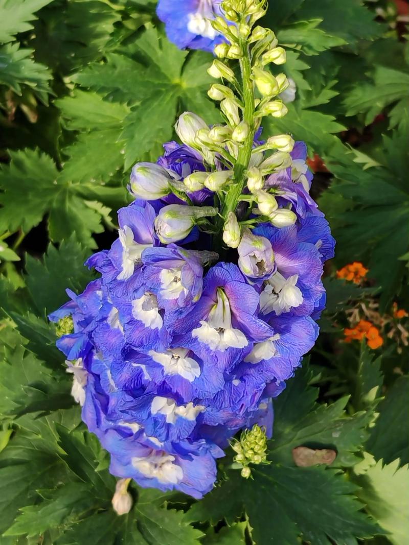 翠雀的功效和作用,野生翠雀-第5张图片-优品飞百科 翠雀的功效和作用,野生翠雀-第5张图片-优品飞百科